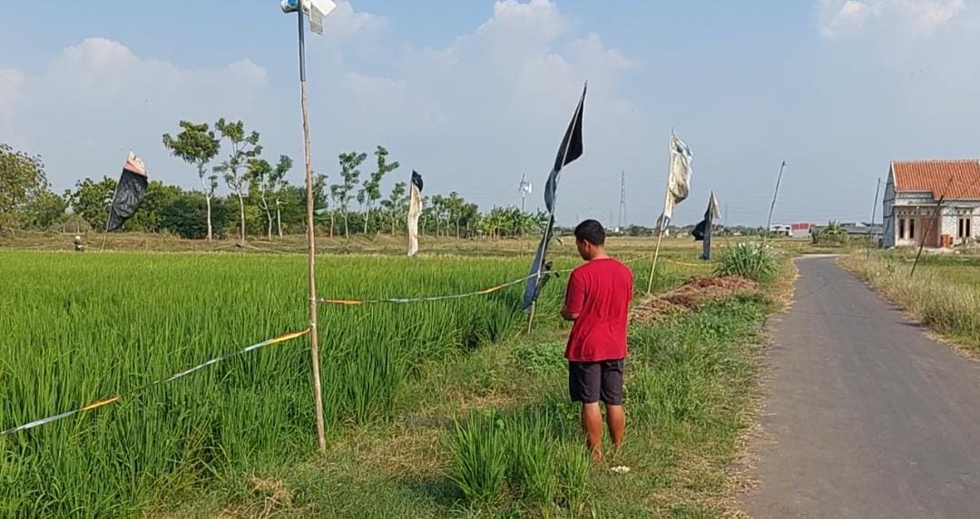Ahmad Arifudin Petani Muda yang sukses dalam mengembangkan pertanian dan peternakanya