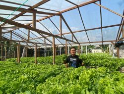 Pemuda Asal Sale Rembang, Sukses Budidaya Selada Belanda