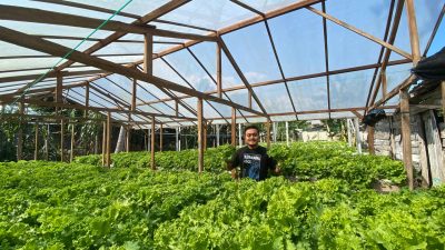 Pemuda Asal Sale Rembang, Sukses Budidaya Selada Belanda