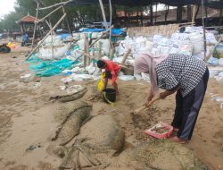 Warga Bersatu Melawan Abrasi di Pantai Caruban dengan Tanggul Sementara