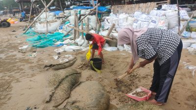 Warga Bersatu Melawan Abrasi di Pantai Caruban dengan Tanggul Sementara