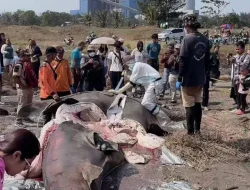 Hiu Tutul Terdampar di Pantai Bleberan, Cilacap: Lima Kasus dalam Tiga Bulan
