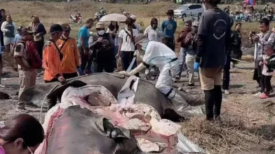 Hiu Tutul Terdampar di Pantai Bleberan, Cilacap: Lima Kasus dalam Tiga Bulan