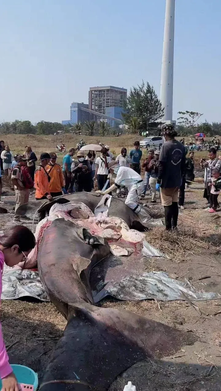 Hiu Tutul Terdampar di Pantai Bleberan, Cilacap: Lima Kasus dalam Tiga Bulan